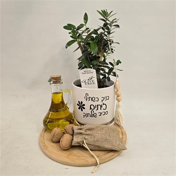 מגש זית ננסי ושמן