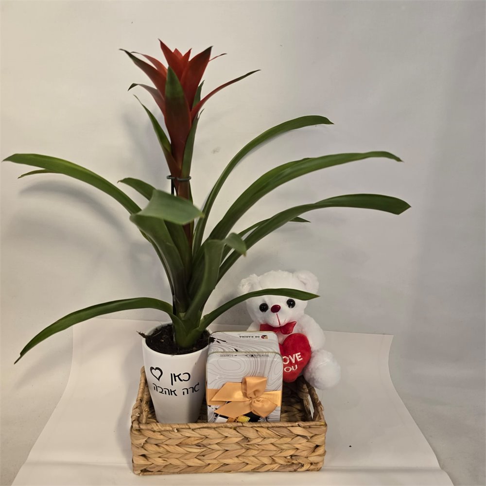 מארז גוזמניה שוקולד ודובי