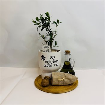 מארז זית ננסי ושמן