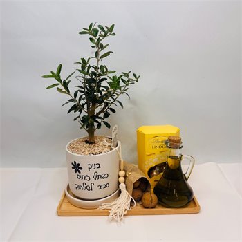 מארז זית ננסי שוקולד ושמן