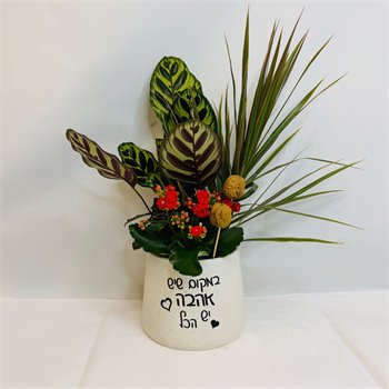 מיקס קלתאה מקויאנה דרצנה וניצנית