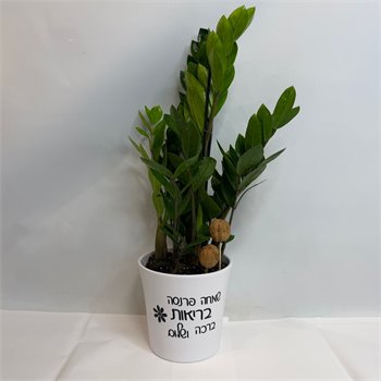 זמיה קוקוס "שמחה פרנסה בריאות ברכה ושלום"