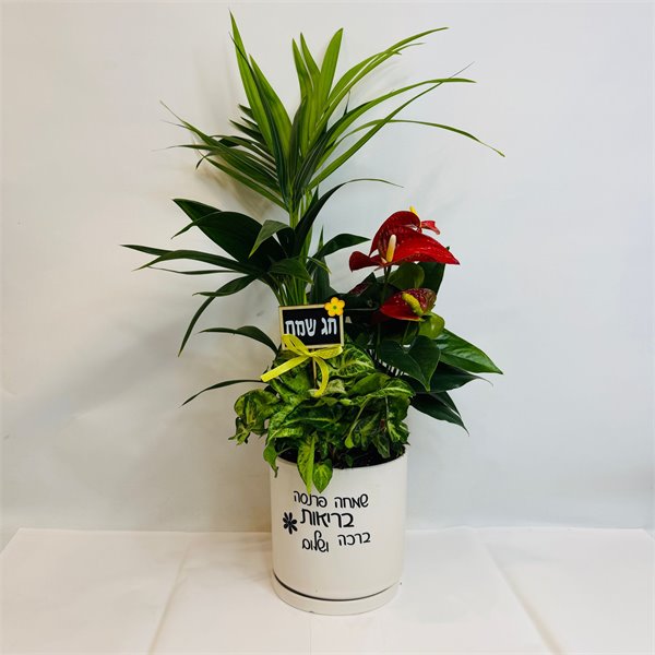 מיקס דקל קנציה אנטוריום וסינגוניום