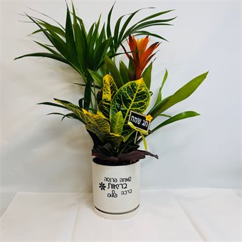 מיקס דקל קנציה גוזמניה וקרוטון