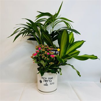 מיקס דקל קנציה דרצנה מסינגנה וניצנית