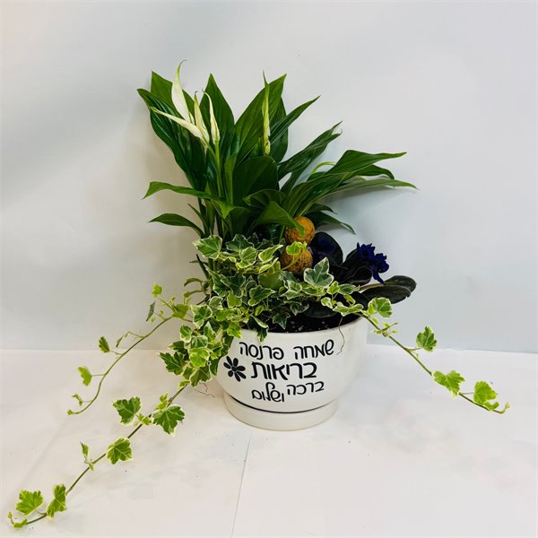 מיקס ספטפילום סגלית וקיסוס