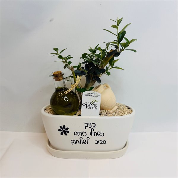 זית ננסי ושמן