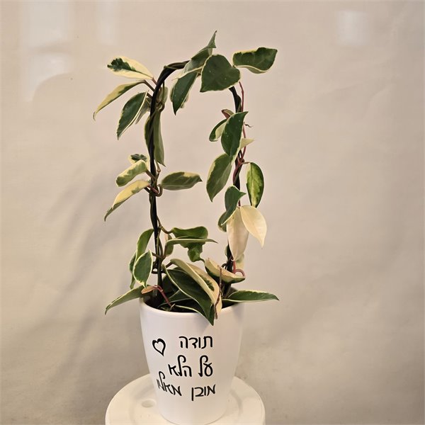 בת שבע " תודה על הלא מובן מאליו"