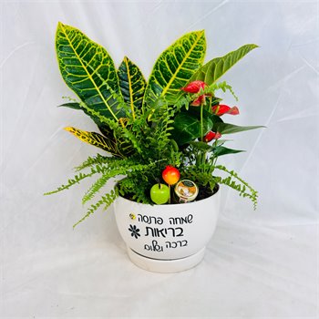 מיקס אנטוריום קרוטון ושרך
