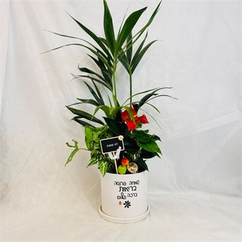 מיקס אנטוריום דקל וסינגוניום