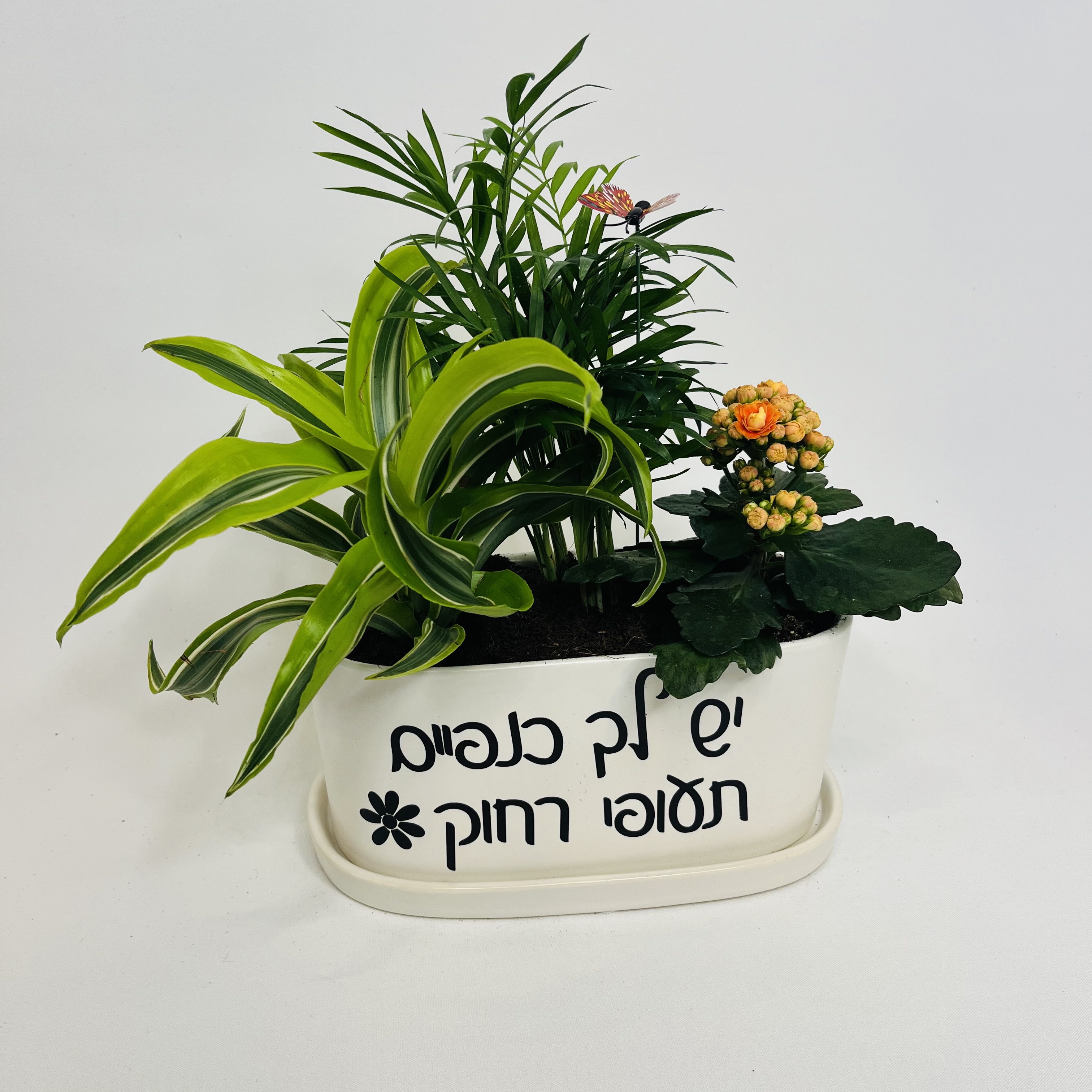 יש לך כנפיים תעופי רחוק